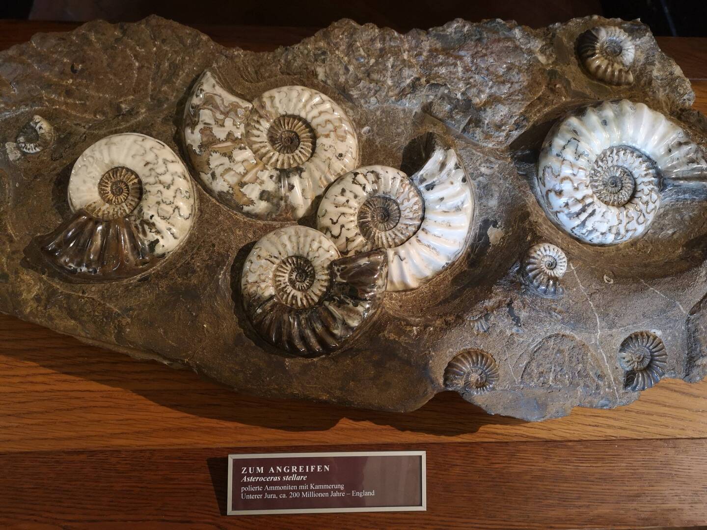 Fossils