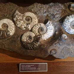 Fossils