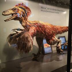 Deinonychus (my fav dinosaur)