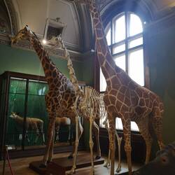 Giraffes (my fav wild animal)