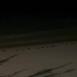Hundreds of crabs