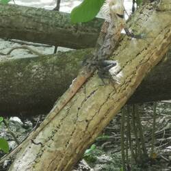 Iguanas in reach
