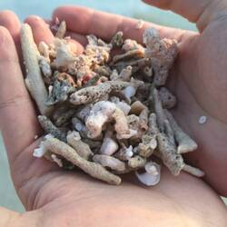 Dead corals