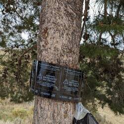 Der Kampf gegen den Pinien-Prozessionsspinner