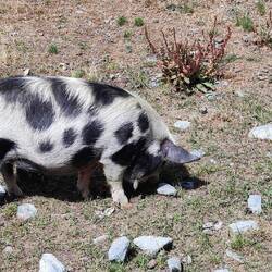 Schweinchen :) die sich Mal nicht im Dreck sulhen.