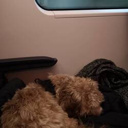 Finally resting on the train