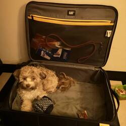 Luggage-Luni