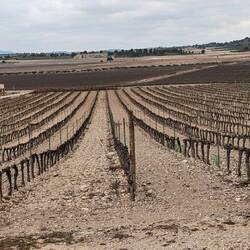 Wein soweit das Auge reicht