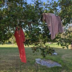 Südafrikanisches Wäschetrocknen