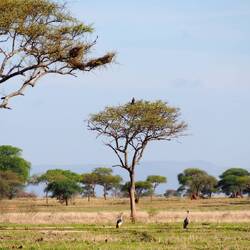 Grey crowned cranes