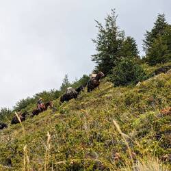 Lieferung für die Hütte