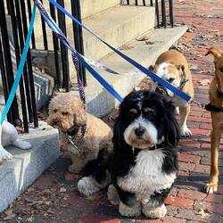 Such good puppies waiting for another puppy to join them and their walker