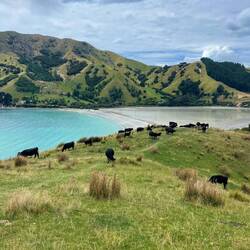 Und auch zurück wieder durch die Kuhherde