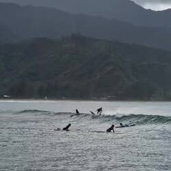 Surferboy Wolf Yihuuuu