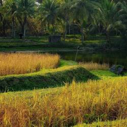 Die Reisfelder in Mae Rim...