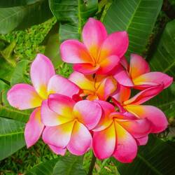 Frangipani, eine der schönsten Blumen überhaupt.