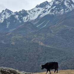 Himala-Yak (die sehen soooo flauschig aus)