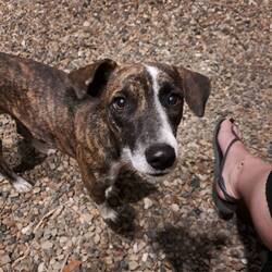 Mehr "Hundeblick" geht nicht 🤭