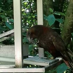 A kaka and a few other impressions of zealandia