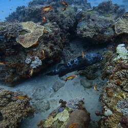 1,5 Meter Fisch fasziniert