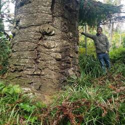 Bunya Pine tree in the Mexico Garden and dave