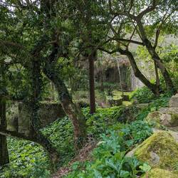 Park of Monserrate near the Palace