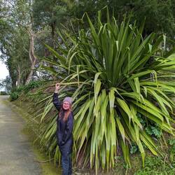 Massive Emily sized plant at Monserrate