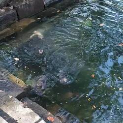 Bei der Hitze würde ich am liebsten mit rein springen