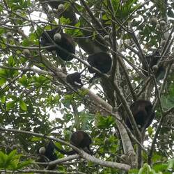 Affenbaby am Klettern😉