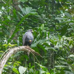 Adler am Ausschau halten