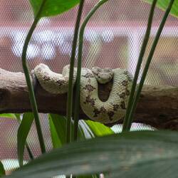 Zum Glück nur im Terrarium...😉