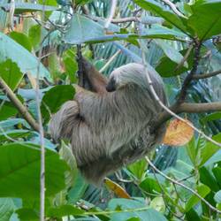 Zweifinger-Faultier vor der Cafeteria🤩