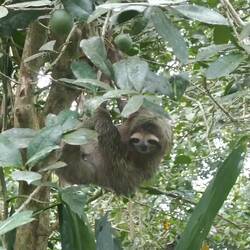 Dreifinger-Faultier🥹