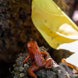 Unterwegs zur Kakaoplantage🐸