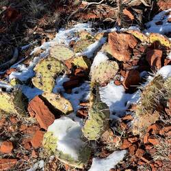 Cactus and snow