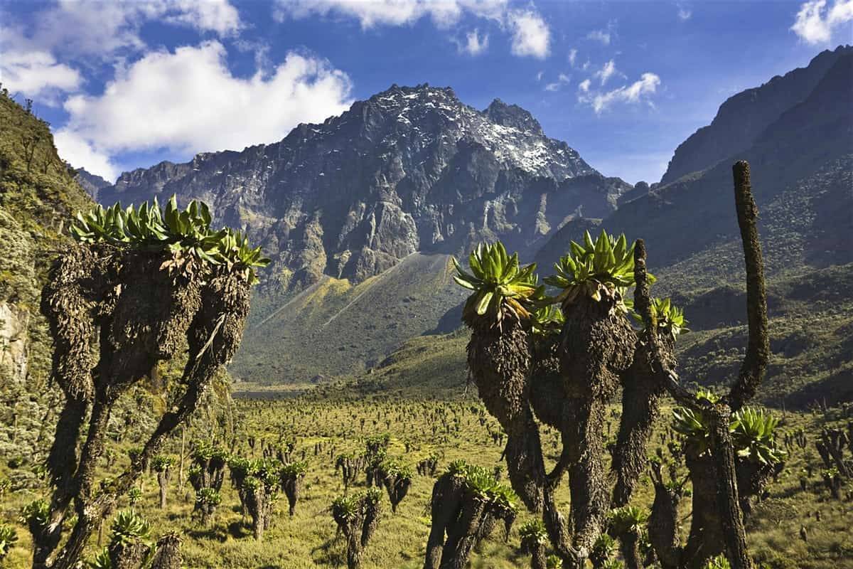 Rwenzori Nationalpark