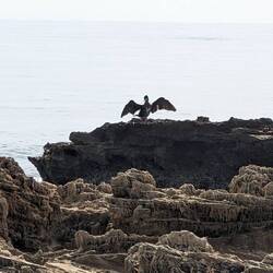 Ein Kormoran trocknet sein Gefieder