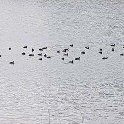 Blesshühner begrüßen uns am Morgen