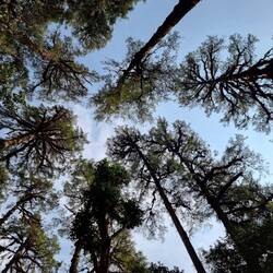 Und Bäume vor Himmel