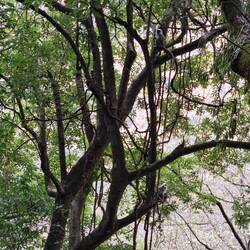 Und Bäume mit flauschigen Äffchen (Suchbild)