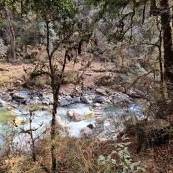 Und Bäume kaputt als Brücke