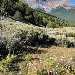 Eine heide-ähnliche Landschaft
