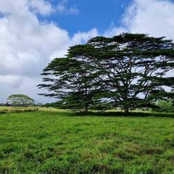 Was für ein tolles Monkeypod Exemplar!