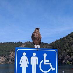 A curious little hawk