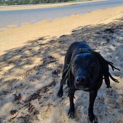 Rocking the rasta look this season in Ulladulla