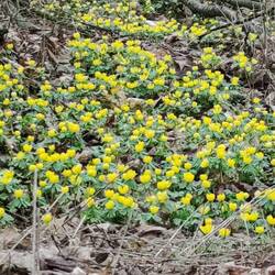 Winterlinge
