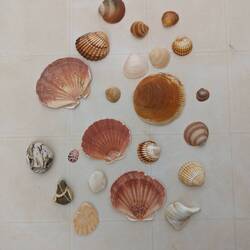 Our seashell collection