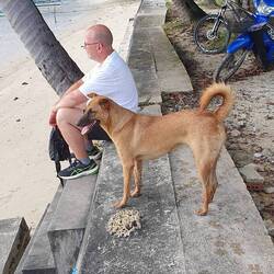 Er würde von 5 anderen Hunden gejagt und kam direkt zu Tom, um Schutz zu suchen