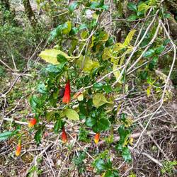 Immer wieder rote Blüten...nicht nur von dieser Pflanze