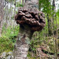 Diesen Pilz sieht man an vielen Bäumen hier.